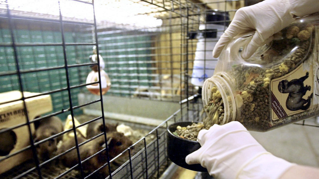 Archivbild: Fütterung von Tieren, die wegen Affenpocken unter Quarantäne stehen, in einer Tierhandlung in den USA.