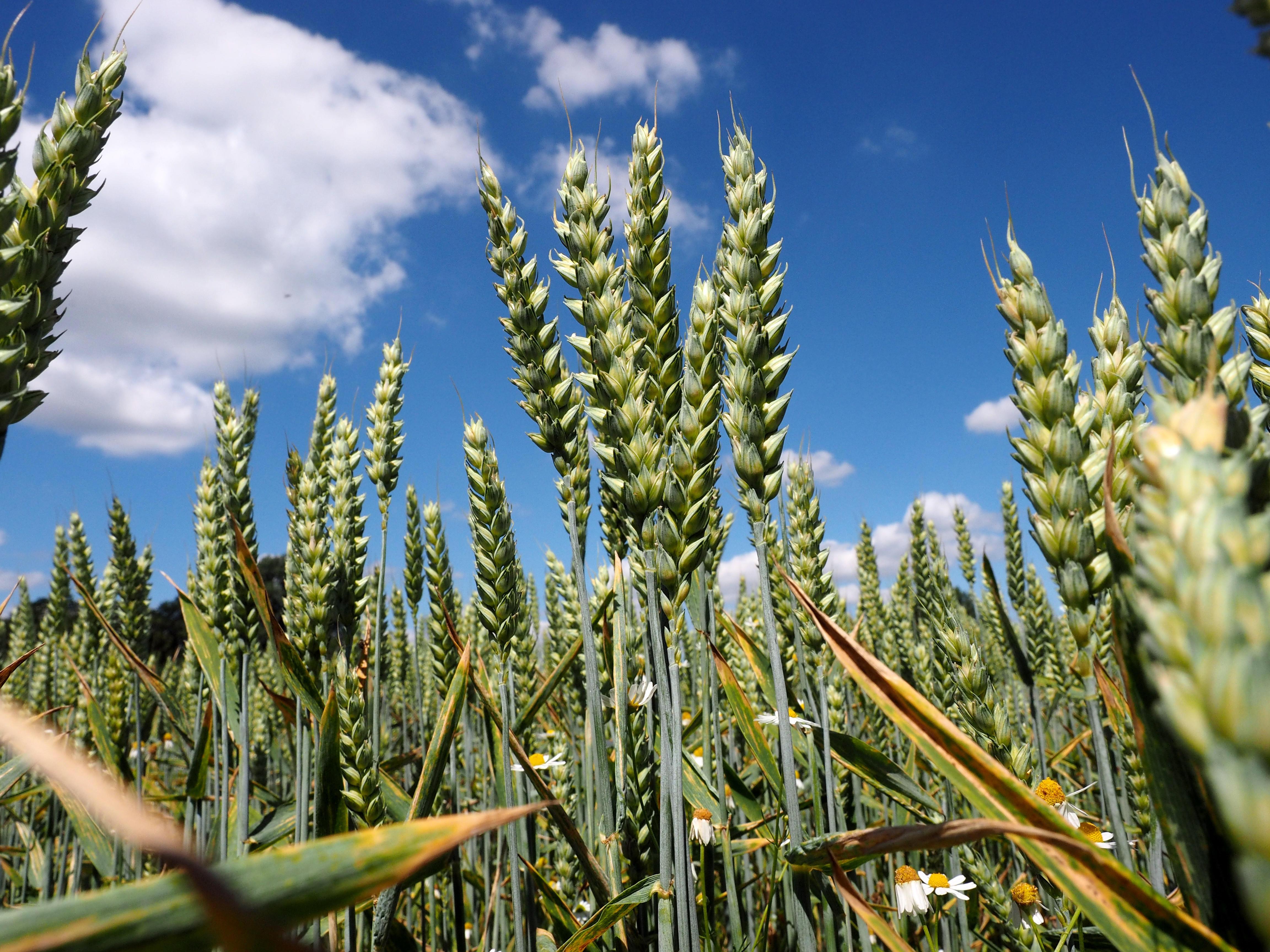 Kaniber lobt Zunahme von Ökolandbau Naturschützer relativieren BR24