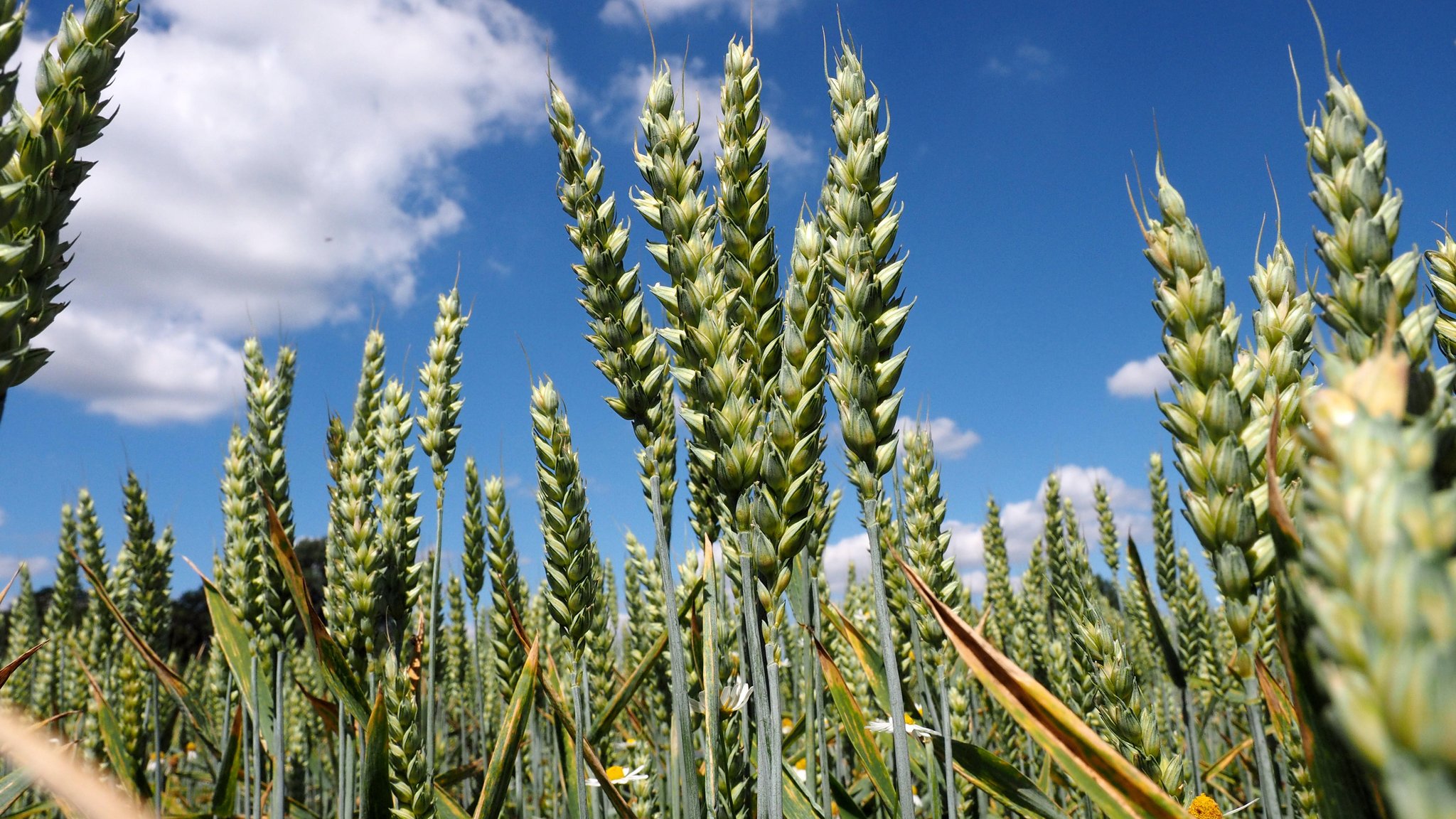 Feld mit Bio-Winterweizen vor blauem Himmel