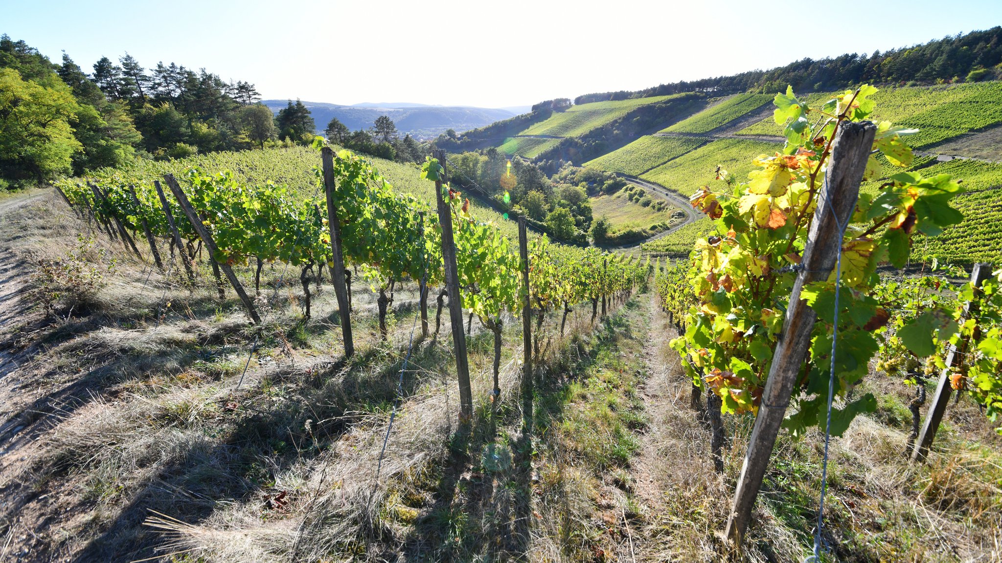 Großes Problem im Weinberg ist die Trockenheit