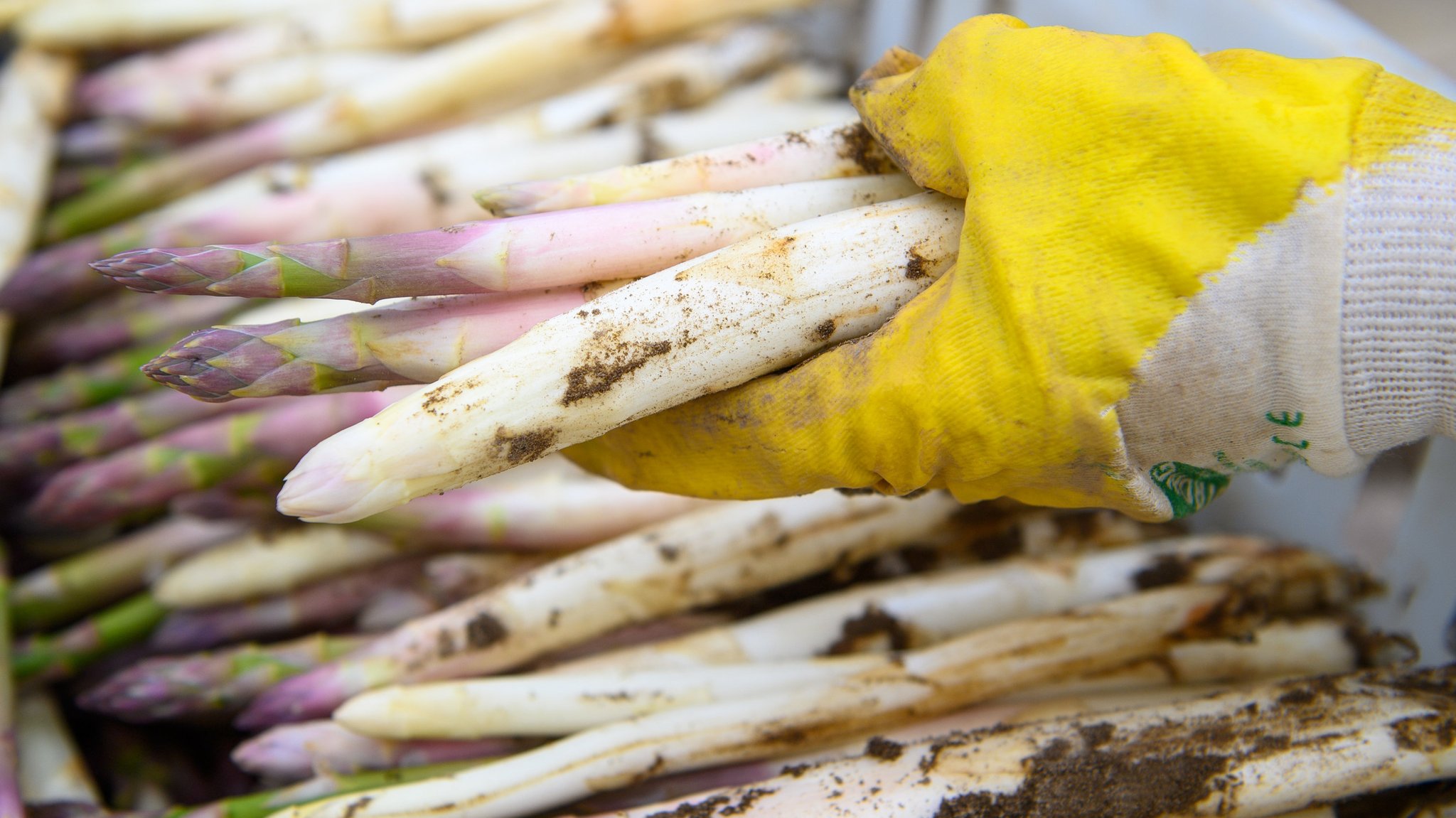 Spargel wird in eine Korb gelegt (Symbolbild)