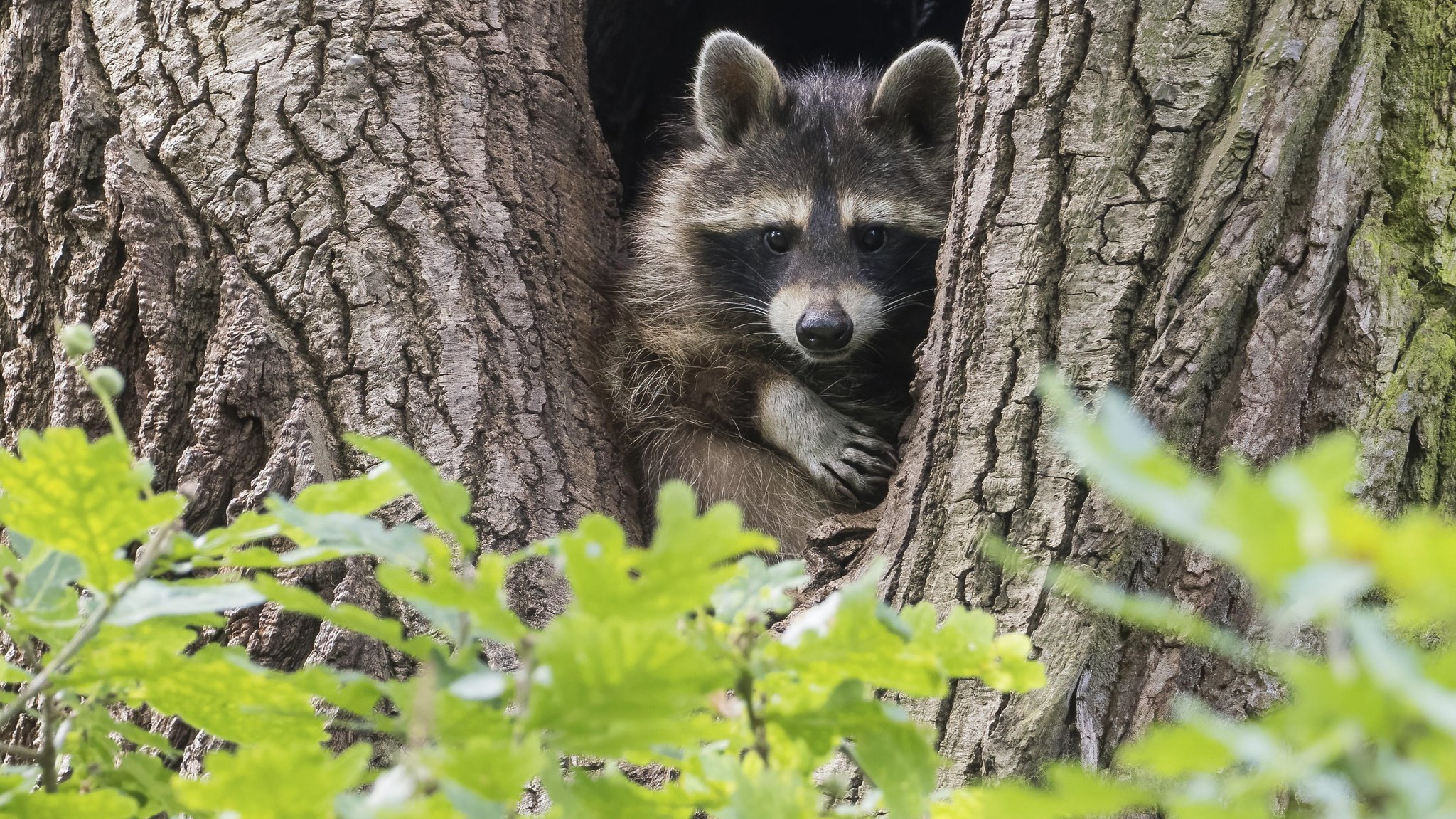 Ein Waschbär schaut den Betrachter frontal an. Er sitzt in einer Baumhöhle.