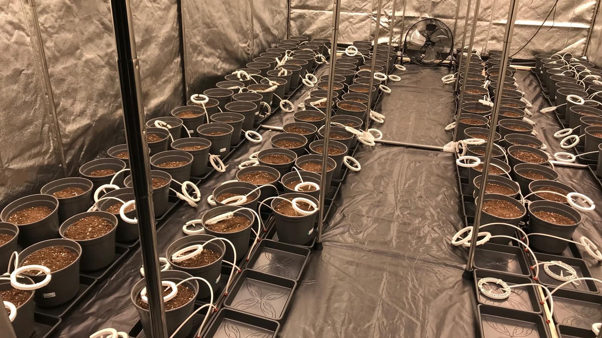 In einem Zelt in einer Halle stehen schwarze Plastiktöpfe, die mit Erde gefüllt sind. | Bild: BR / Erich Wartusch In einem Zelt in einer Halle stehen schwarze Plastiktöpfe, die mit Erde gefüllt sind.