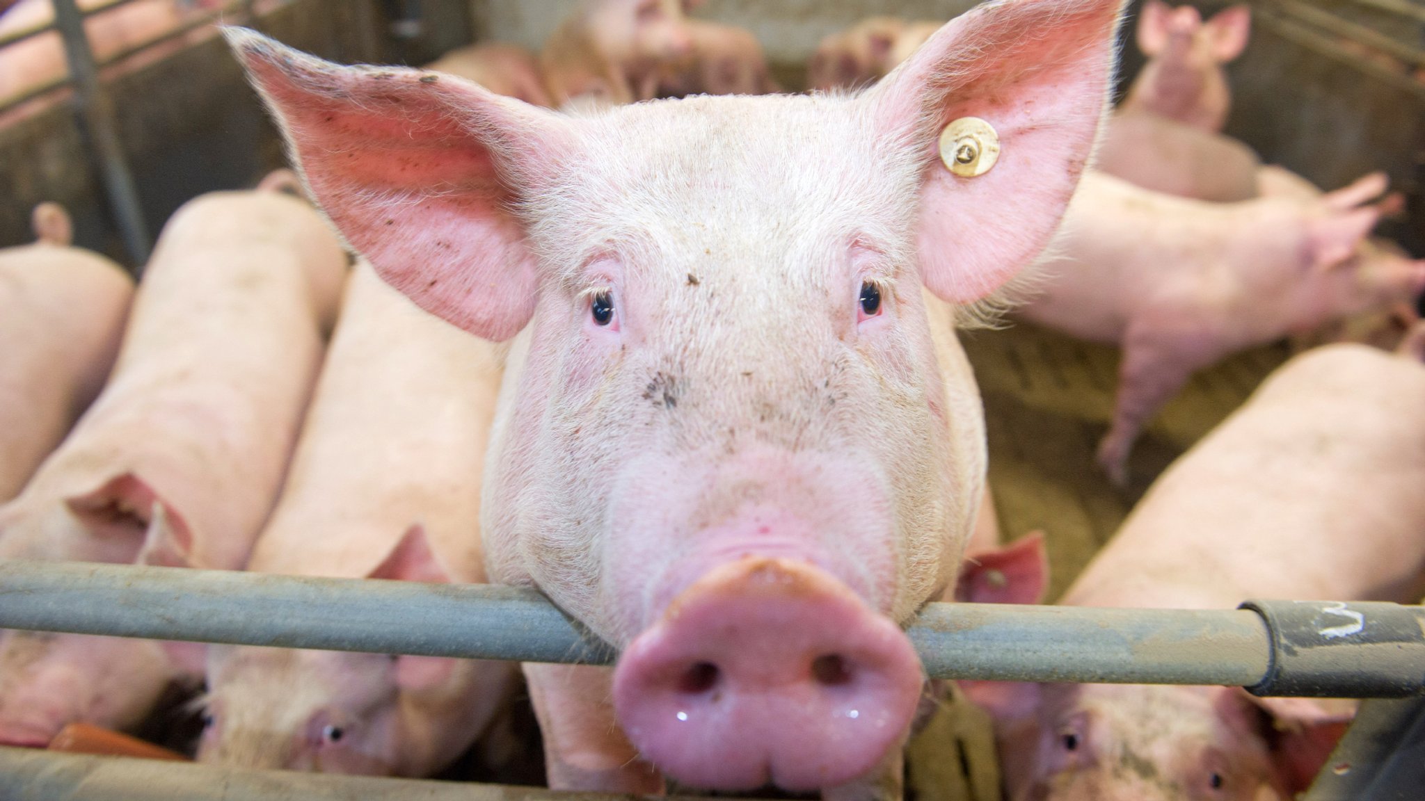 Schweine in einem Stall