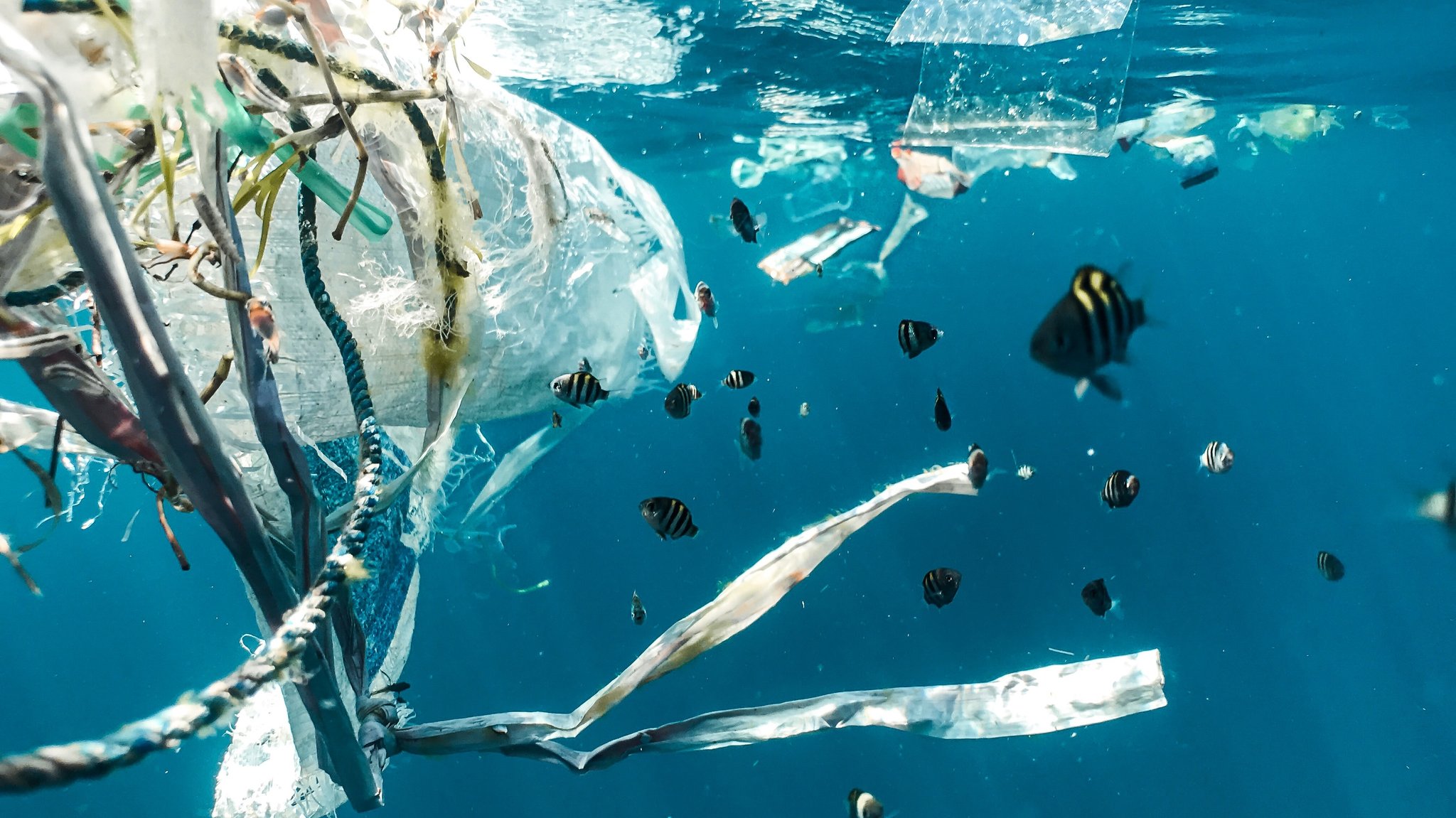 Unterwasseraufnahme nah unter der Wasseroberfläche mit vielen kleinen Fischen und Plastiktteilen.