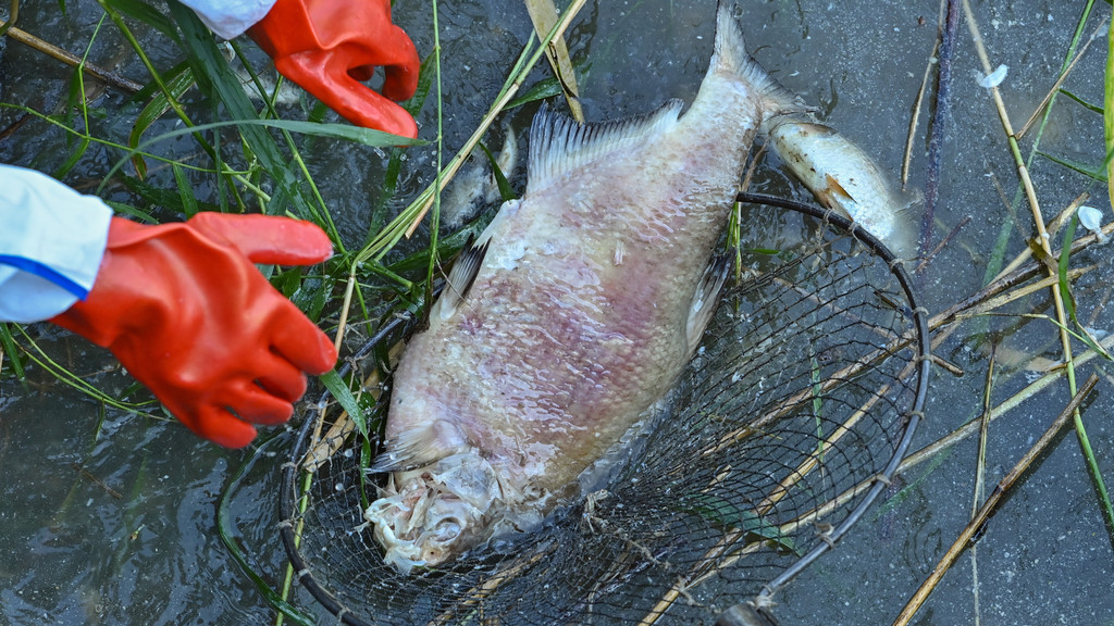 Helfer entfernen im August 2022 einen toten Fisch aus der Oder