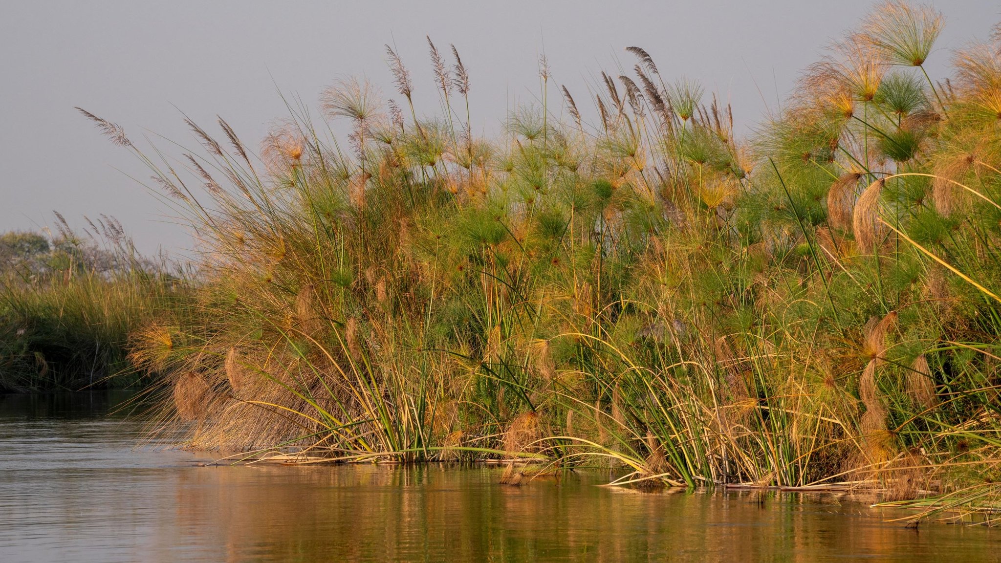 Papyrus steht im Wasser
