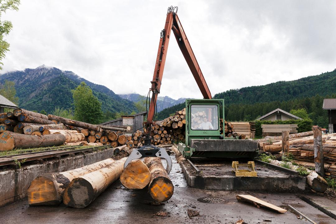 In einem Sägewerk wird Stammholz verarbeitet.