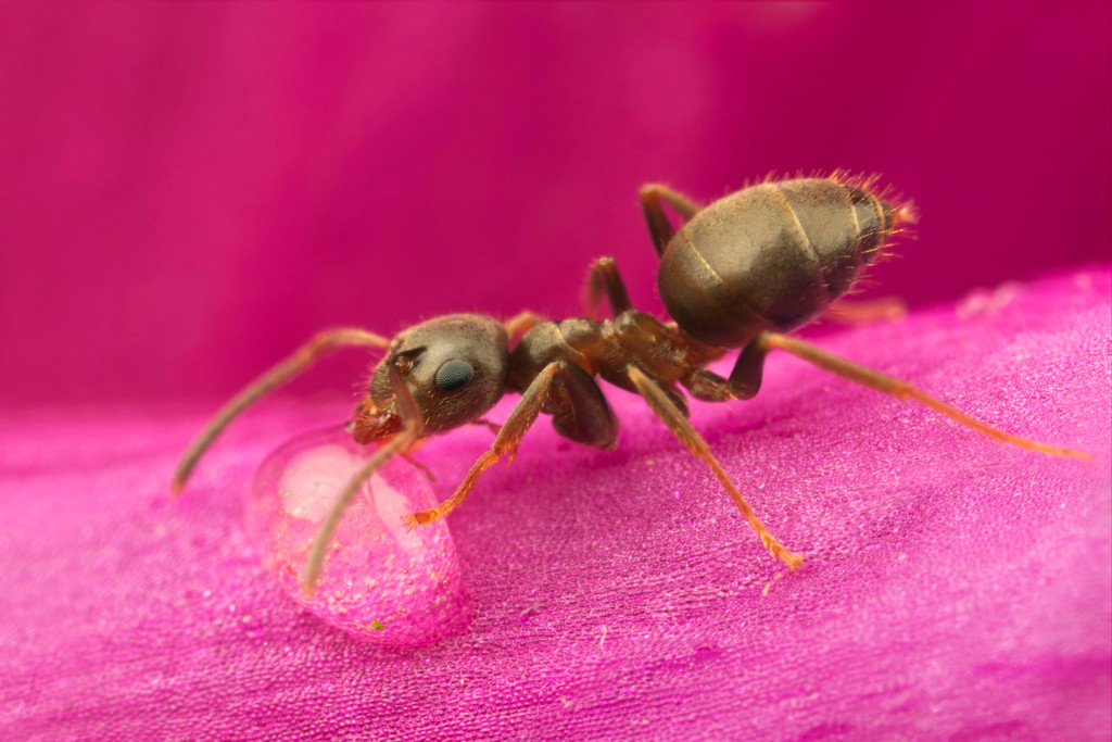 Ameise trinkt aus Wassertropfen auf Blüte des Fingerhuts.