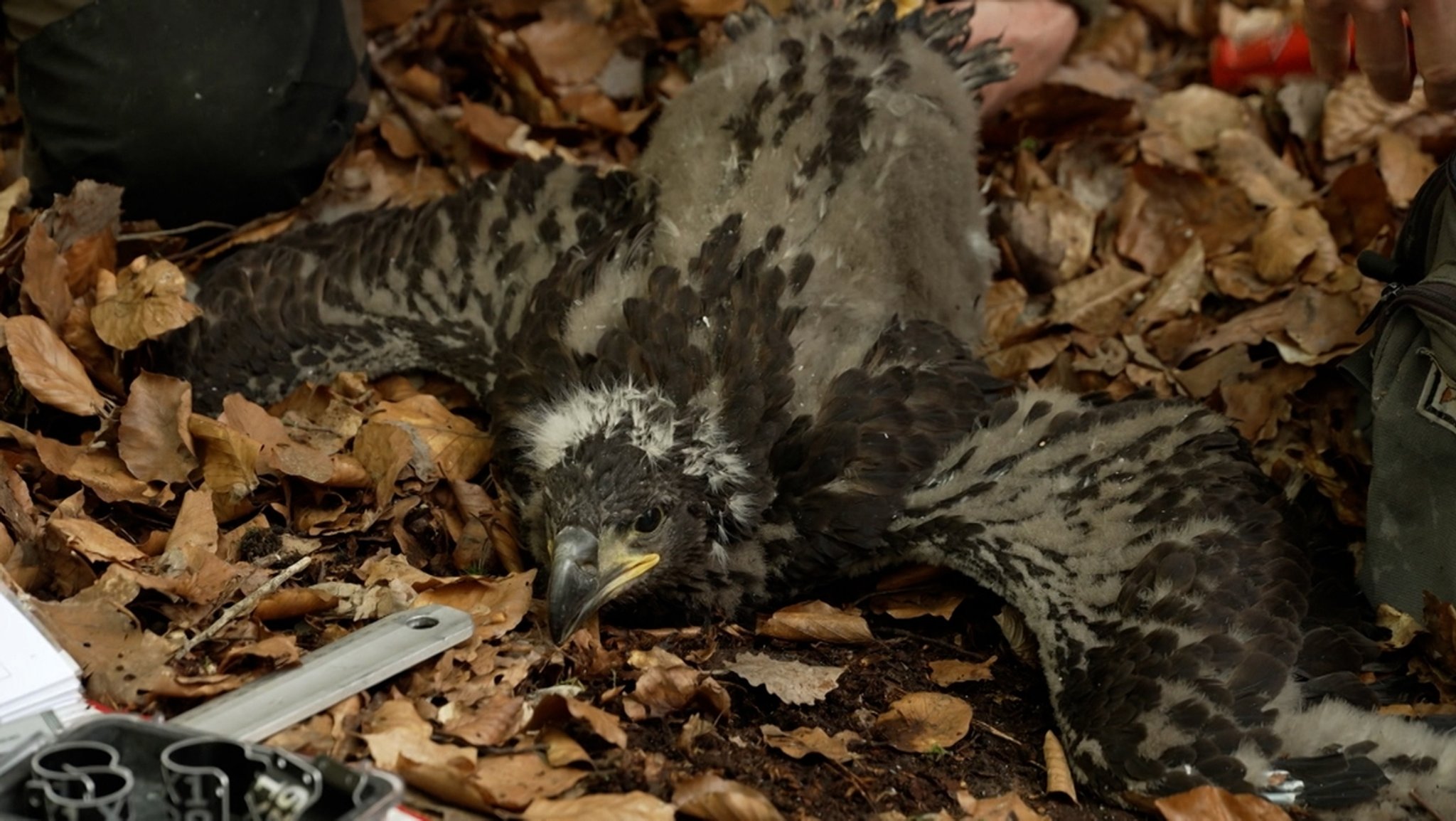 Seeadler-Bestand in Bayern soll geschützt werden