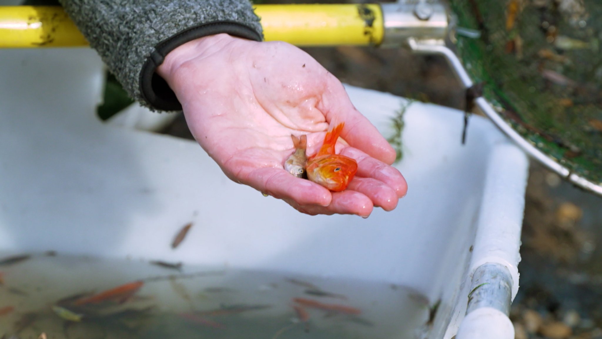 Ein Goldfisch liegt auf einer Hand.