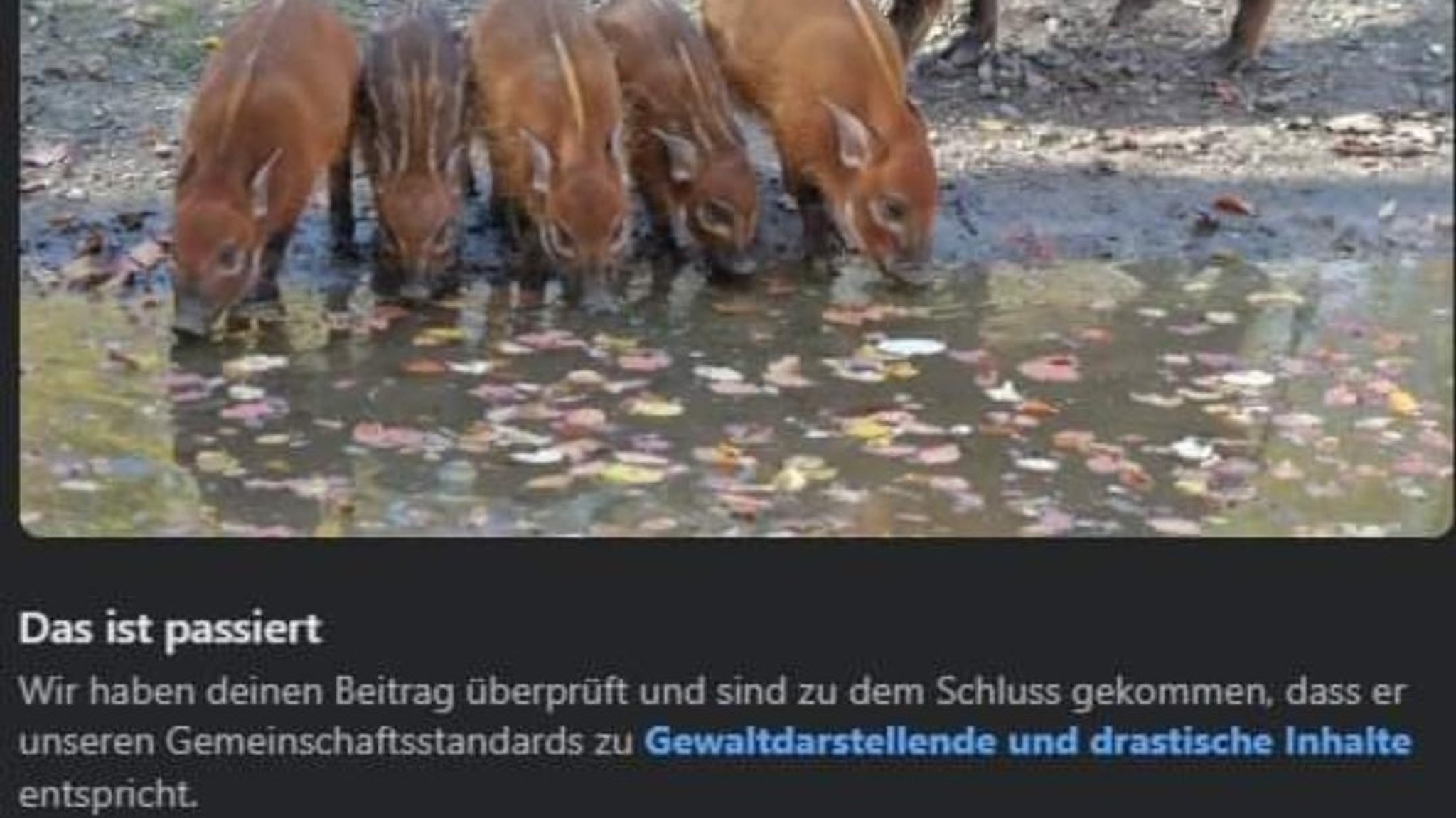 Facebook beschließt, Pinselschweine sind kein drastischer Inhalt.