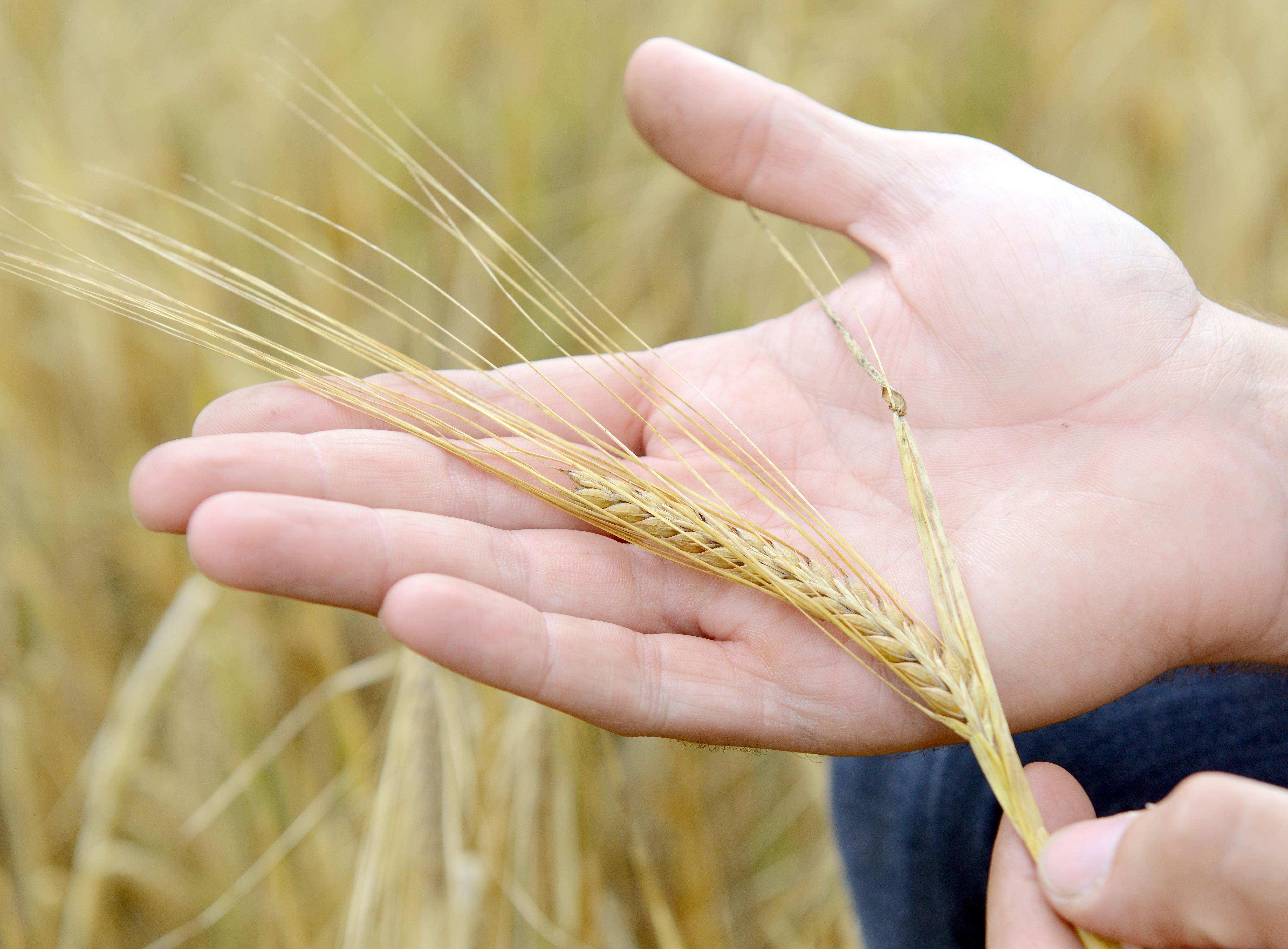 Landwirt schaut sich die Braugerste an.