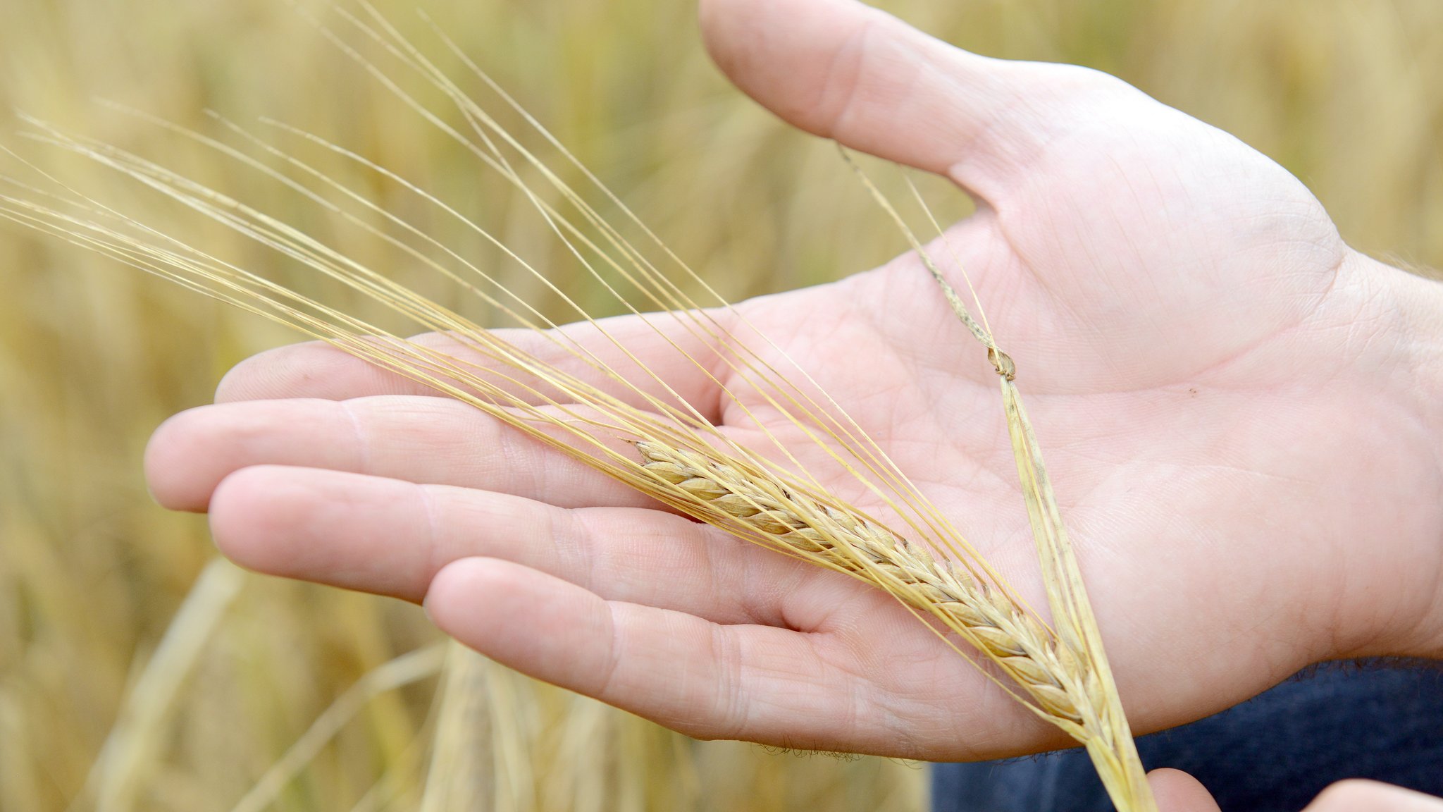 Landwirt schaut sich die Braugerste an.