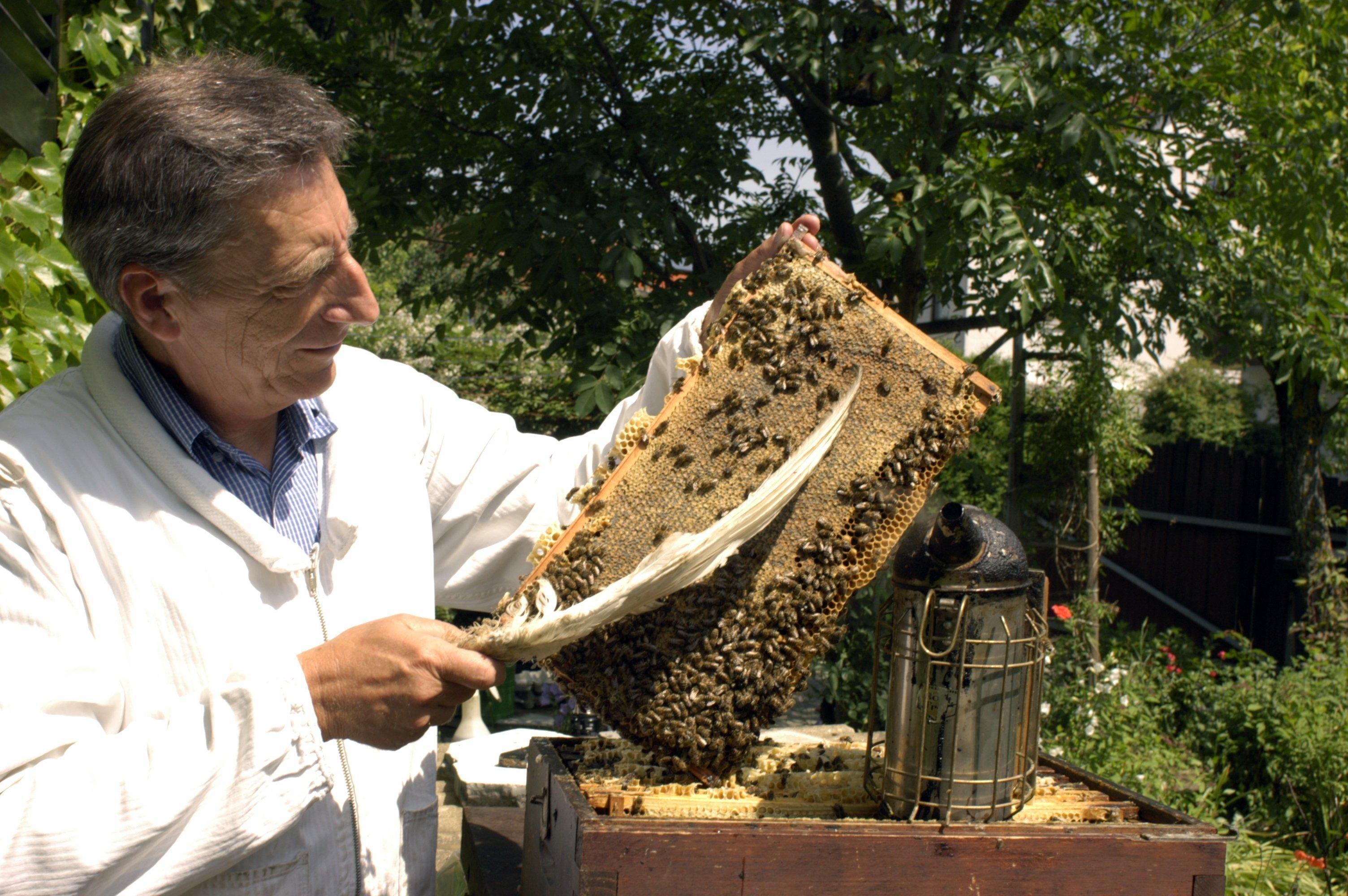 Bayerischer Bienen-Boom: 35.000 Imker Im Freistaat | BR24