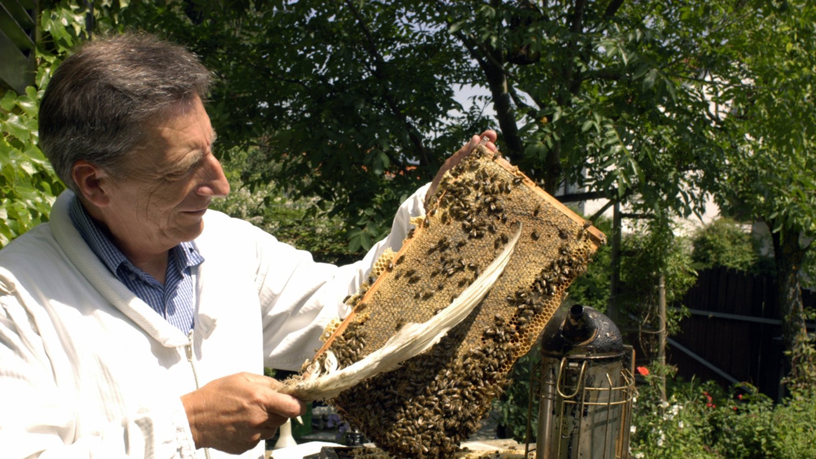 Bayerischer Bienen-Boom: 35.000 Imker im Freistaat