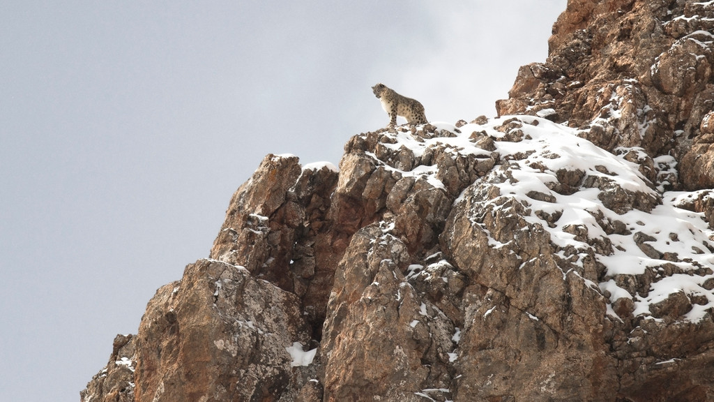 Selten gesehen in freier Wildbahn: "Der Schneeleopard" (Filmszene).