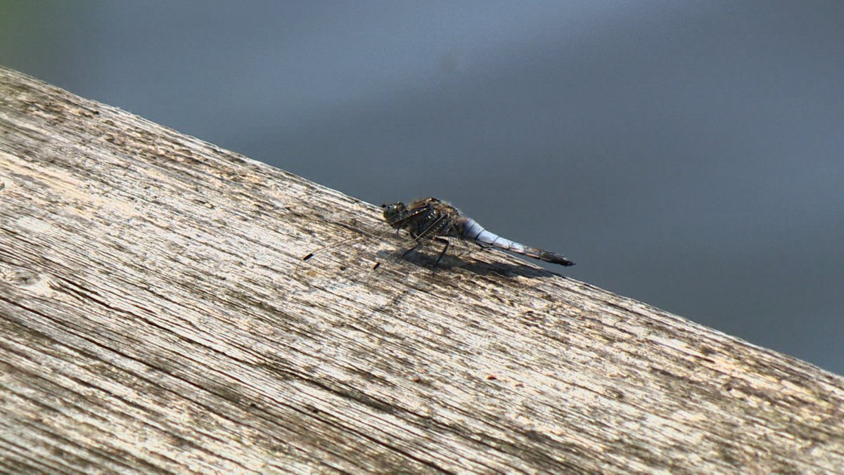 Eine Libelle in der Waldnaabaue – in diesem Fall allerdings ein Plattbauch, eine häufig vorkommende und nicht gefährdete Art.