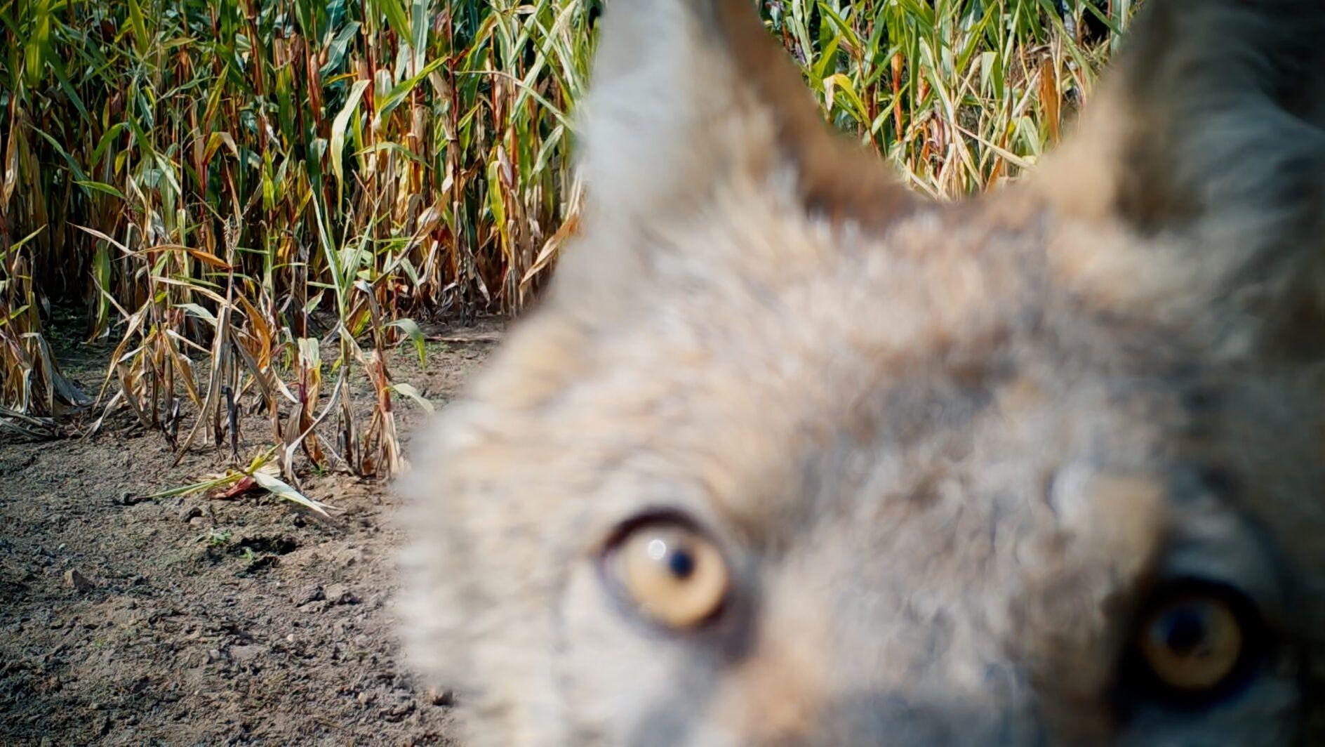 "Im Land der Wölfe": Zum Start des DOK.fest München