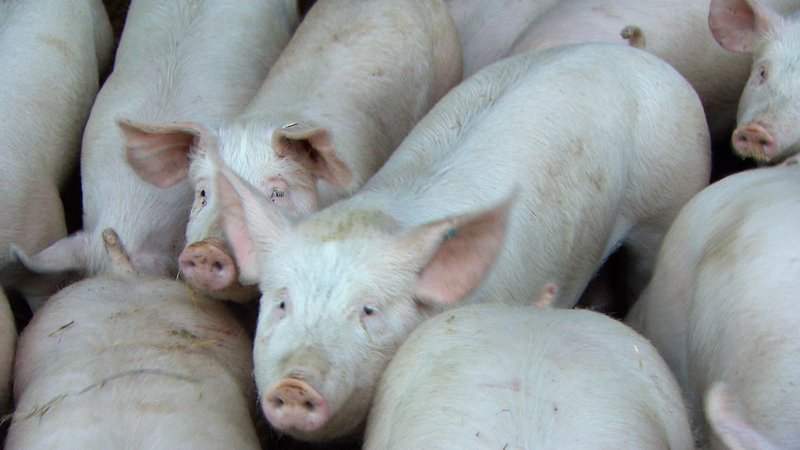 Schweine | Bild: BR Schweine