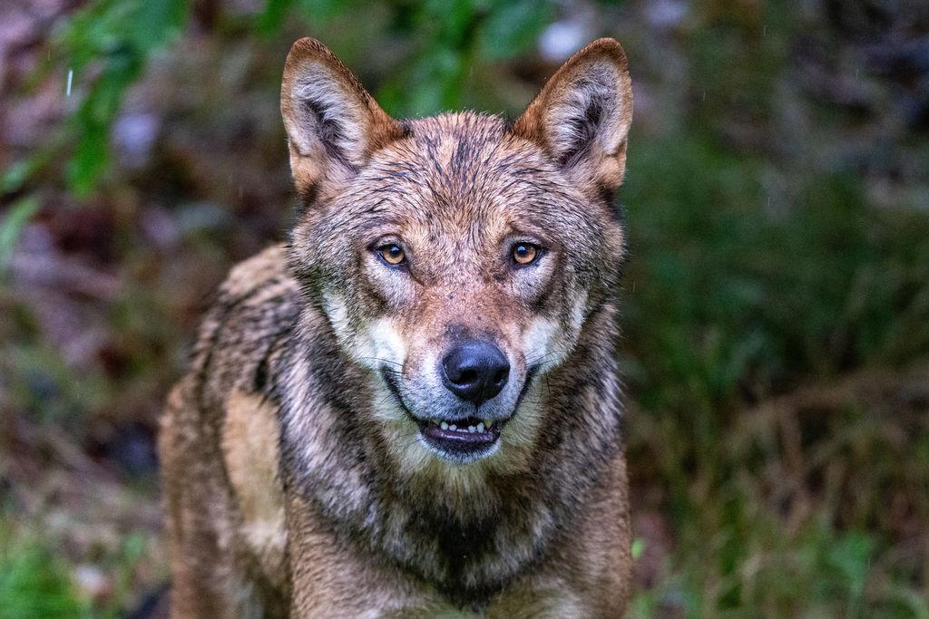 Ein Jungwolf steht im Gehege des Nationalparkzentrums Falkenstein. (Archivbild)