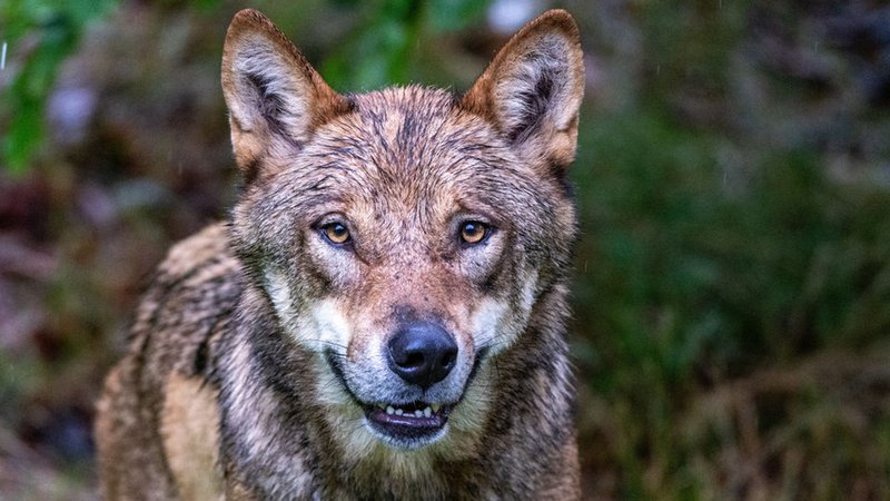 Ein Jungwolf steht im Gehege des Nationalparkzentrums Falkenstein. (Archivbild) | Bild: dpa-Bildfunk/Armin Weigel Ein Jungwolf steht im Gehege des Nationalparkzentrums Falkenstein. (Archivbild)