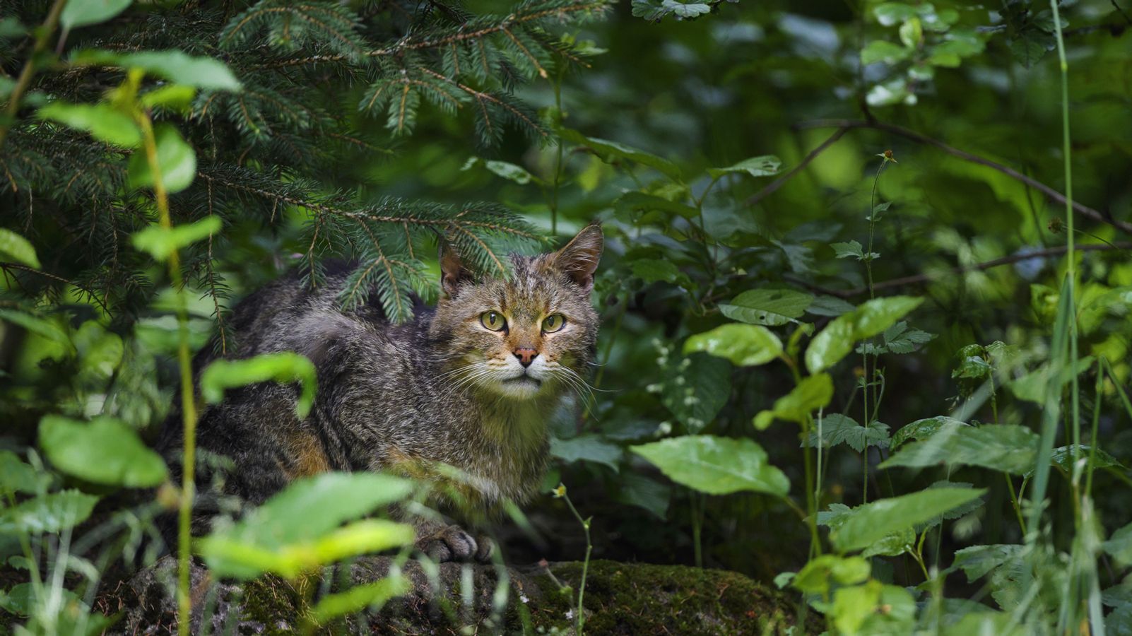 katze in falle erschossen polizei ermittelt gegen jagerin br24