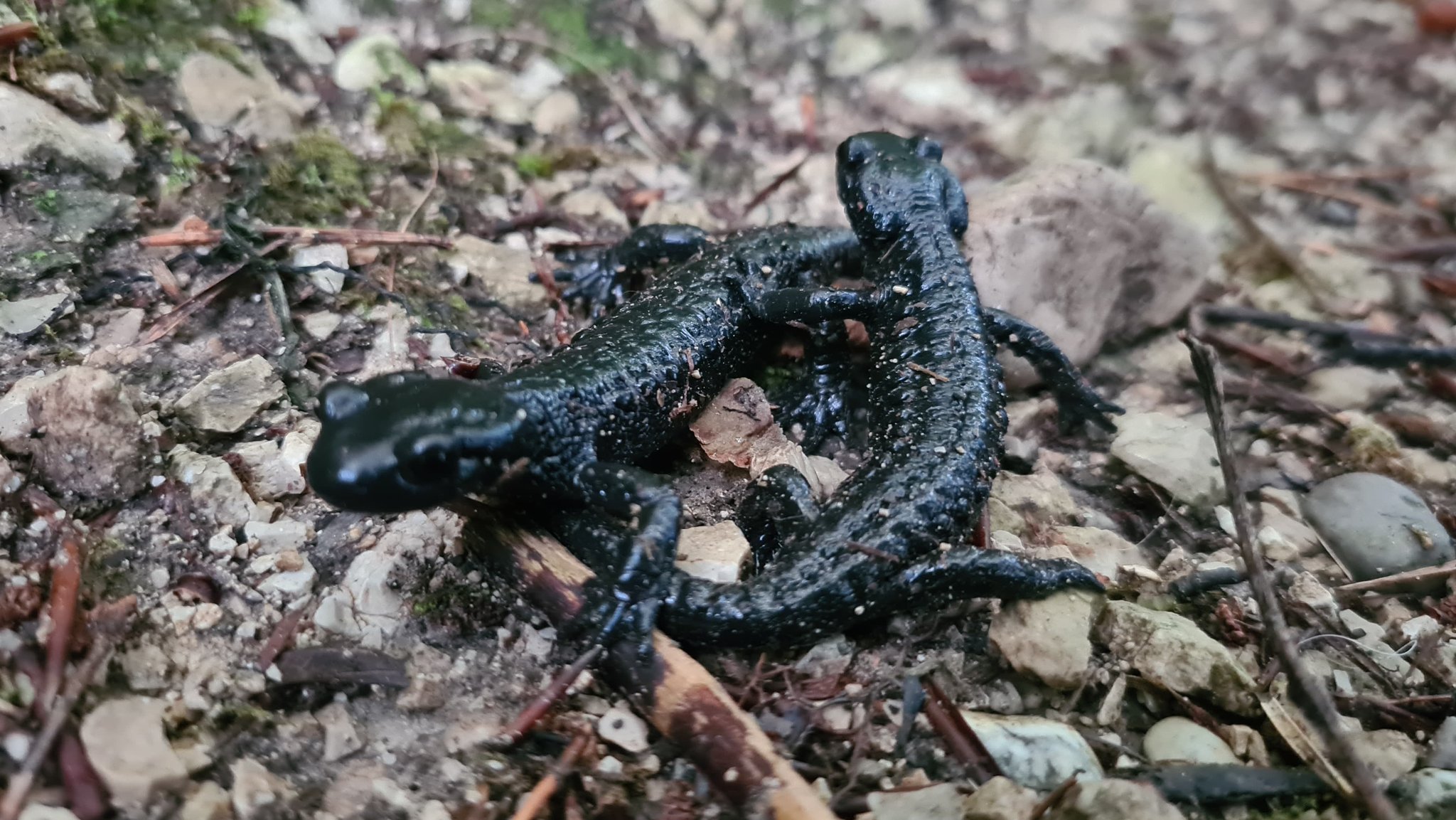 Zwei Alpensalamander auf einem Wanderweg bei Füssen. | Bild: BR / Michael Frick Zwei Alpensalamander auf einem Wanderweg bei Füssen.