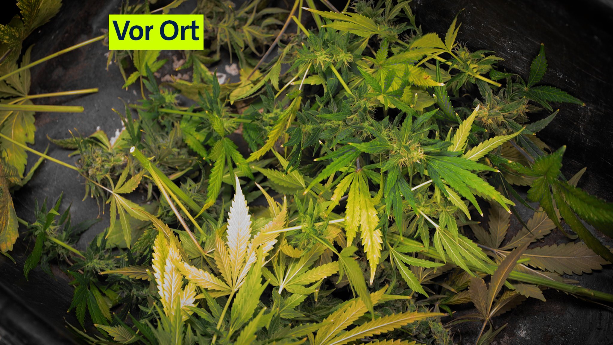 Marihuana-Pflanzen | Bild: Bayerischer Rundfunk 2025 Marihuana-Pflanzen