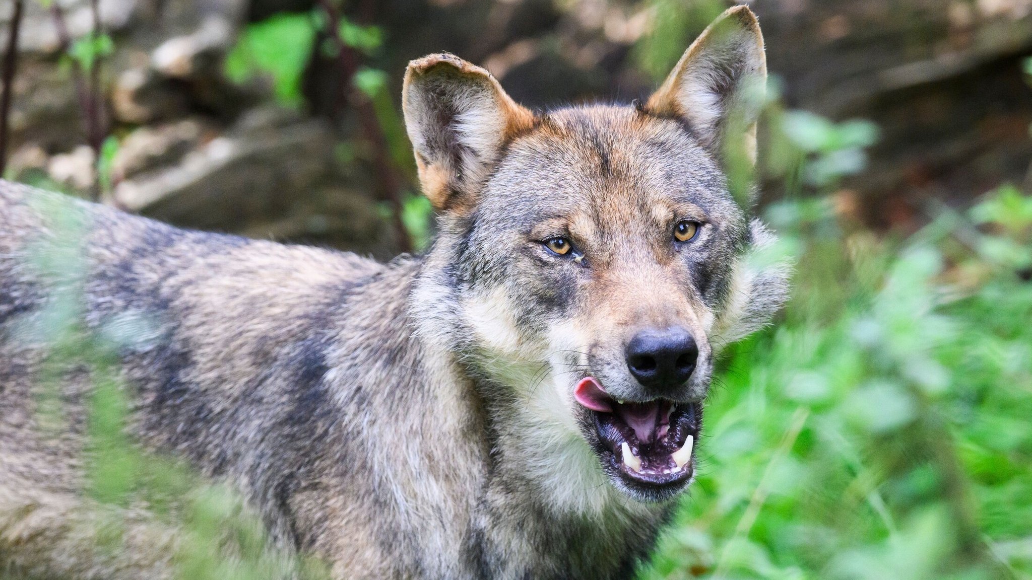Symbolbild: ein Wolf. | Bild: dpa-Bildfunk/Julian Stratenschulte Symbolbild: ein Wolf.