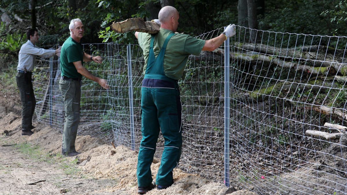 Afrikanische Schweinepest Nun Auch In Deutschland Br24