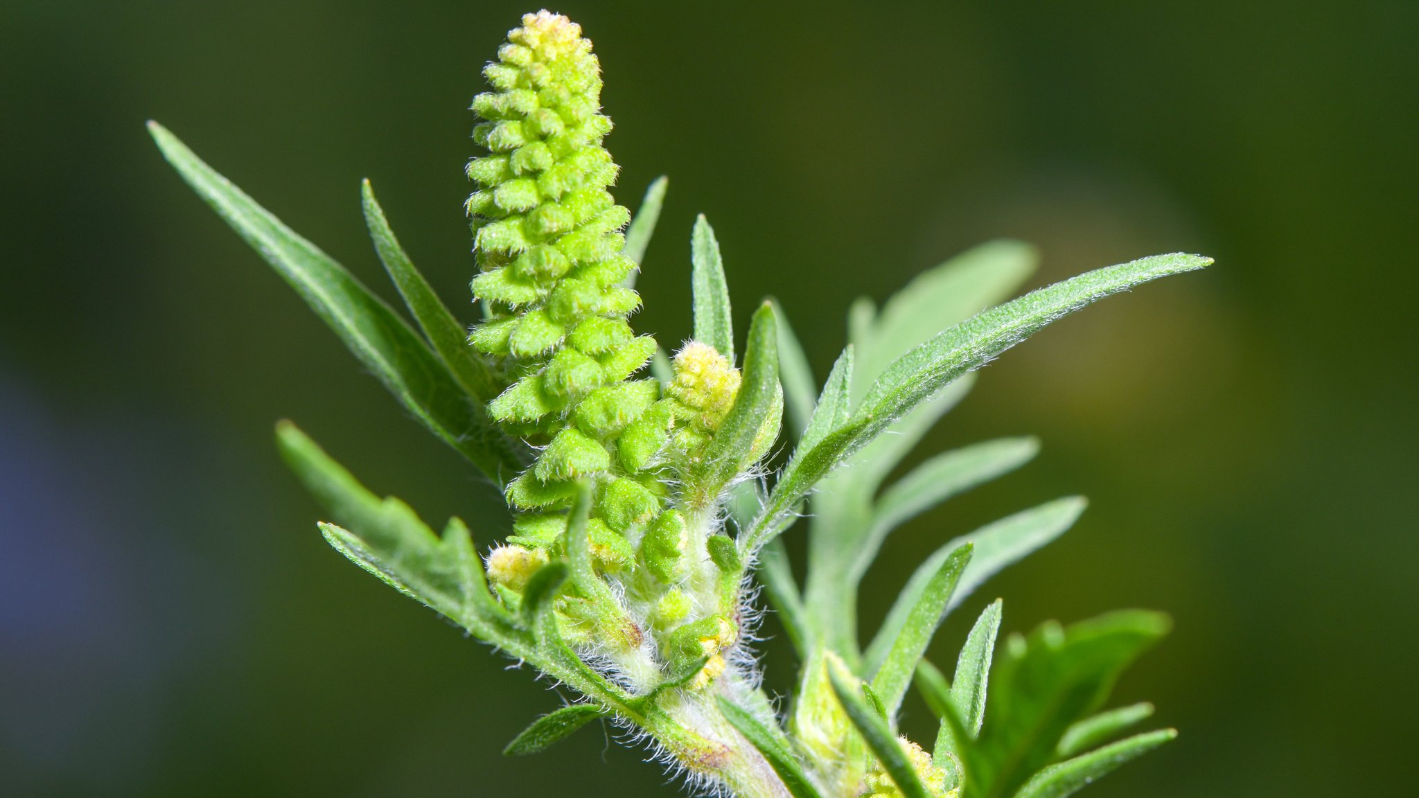 Schwere Allergien durch Ambrosia: Wie sieht die Pflanze aus?