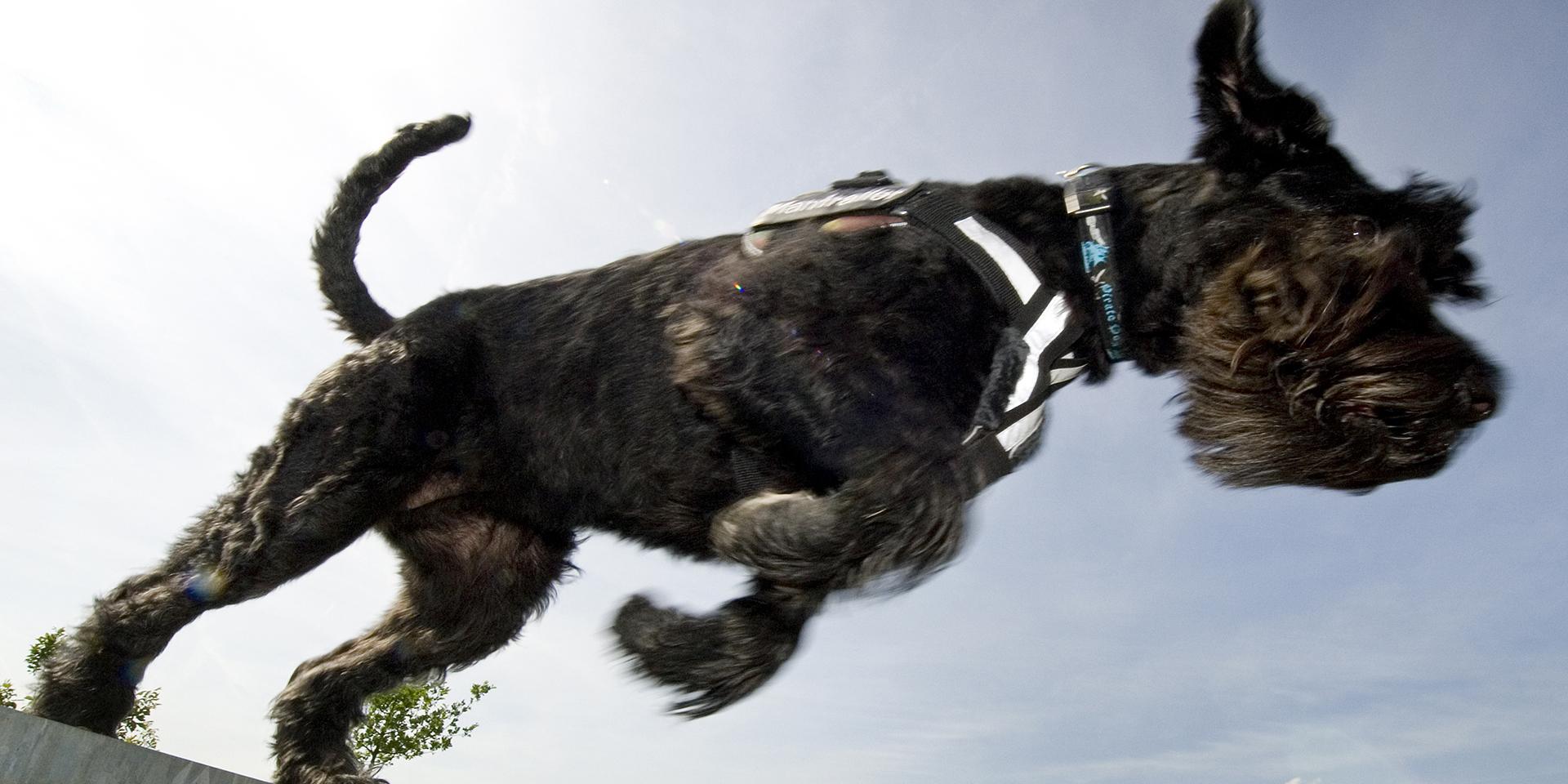 Ab Wann Hund Fahrrad