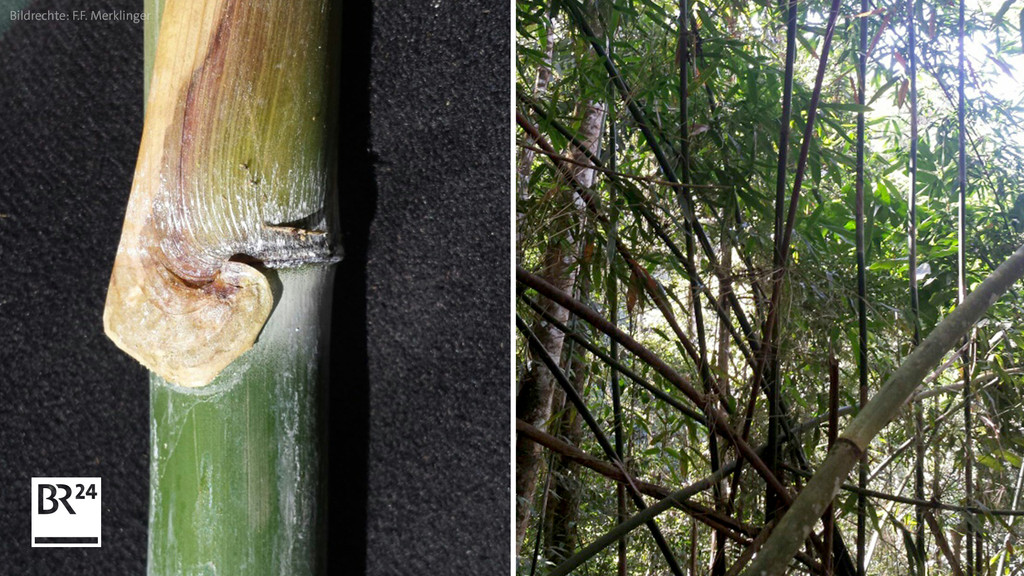 Zwiebelförmiger Bambus