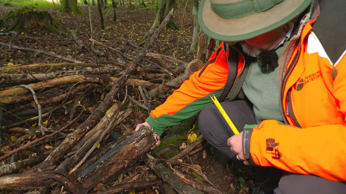 Holz sammeln im Wald: Was ist erlaubt, was ist verboten?