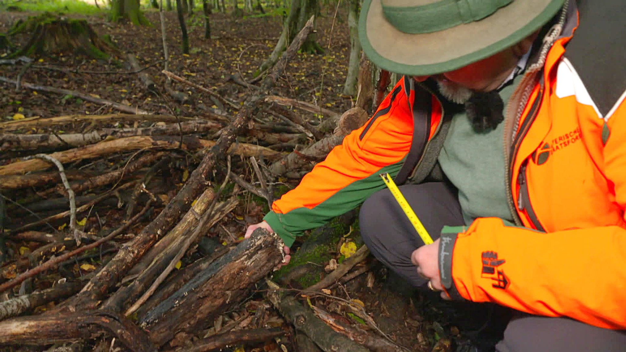 Holz sammeln im Wald: Was ist erlaubt, was ist verboten?