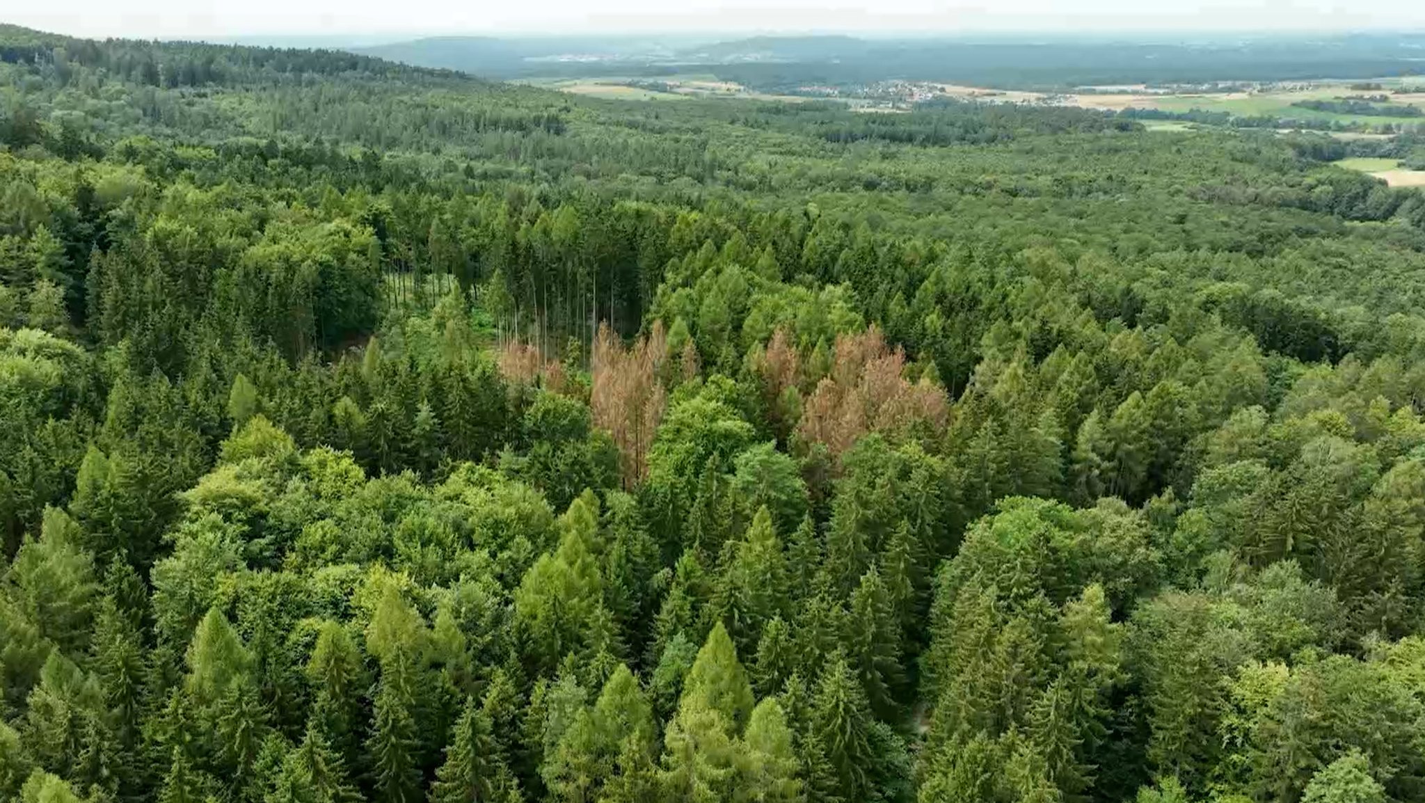 Wald von oben.