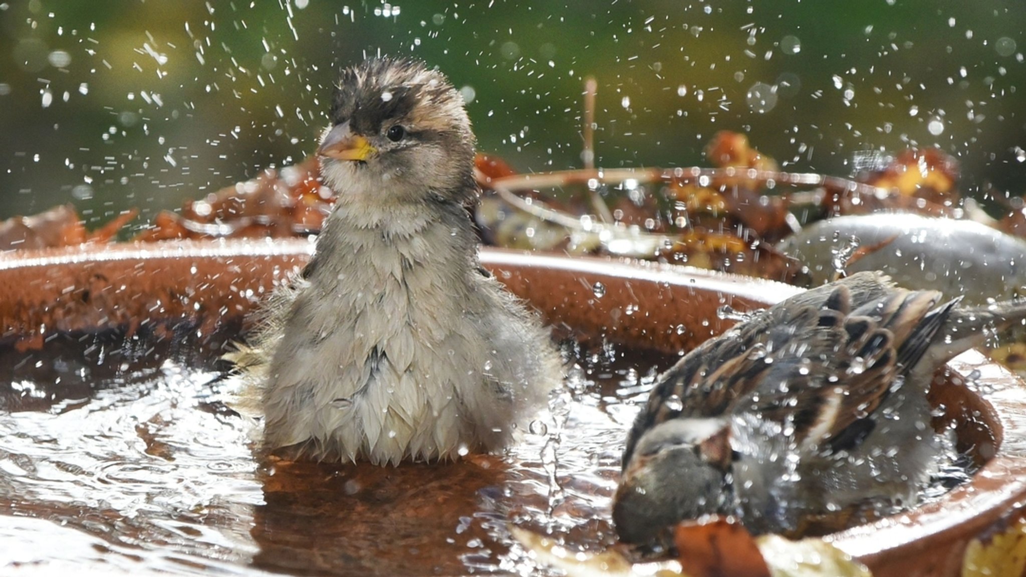 Haussperlinge nutzen eine Vogeltränke zum gemeinsamen Bad. 