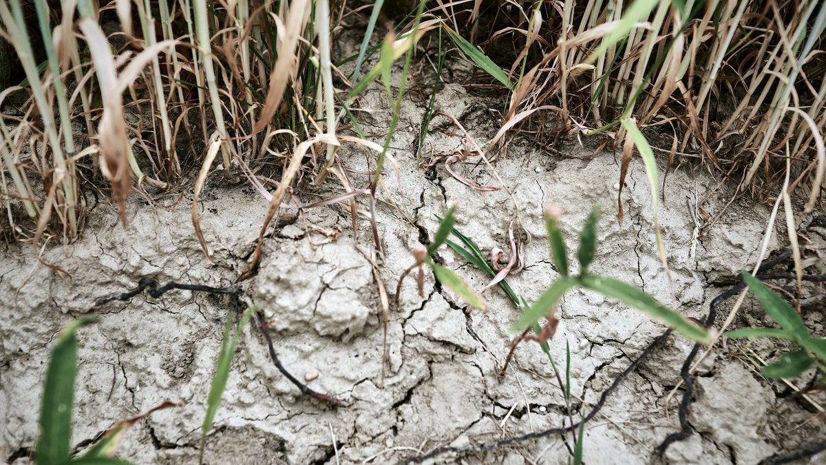ARCHIV (21.06.2023): KUCHENRIED, FFB/ Fürstenfeldbruck : Landwirtschaft, die unter Trockenheit leidet - Dürre auf den Feldern, trockener Ackerboden