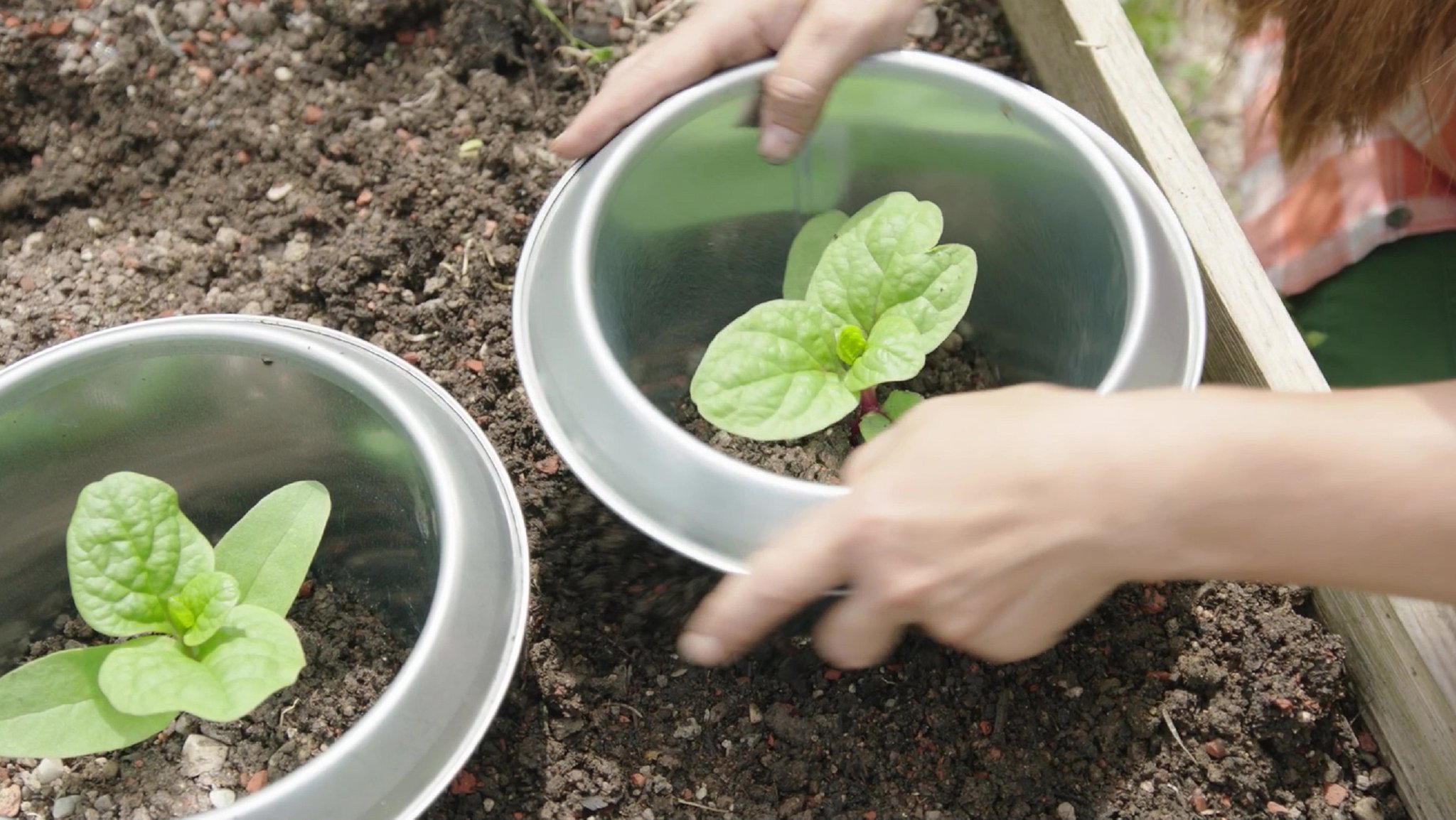 Schnecken im Garten  - Tipps von Sabrina