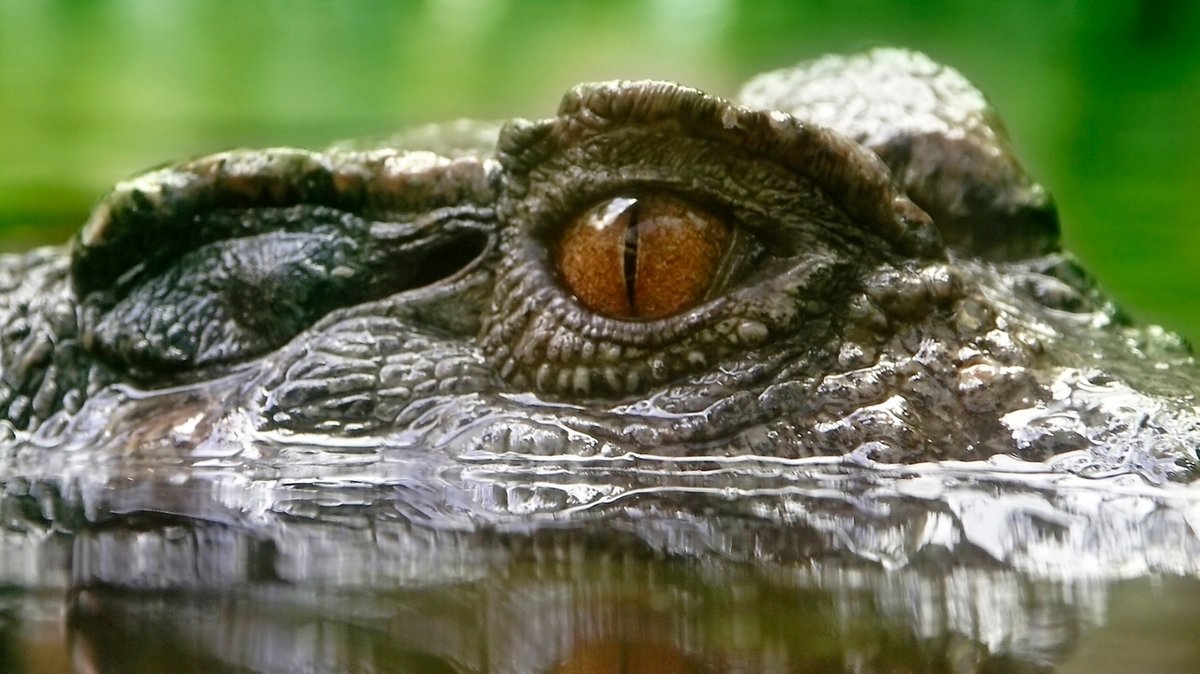 Die großen Augen eines Krokodils schauen aus dem Wasser (Symbolbild).