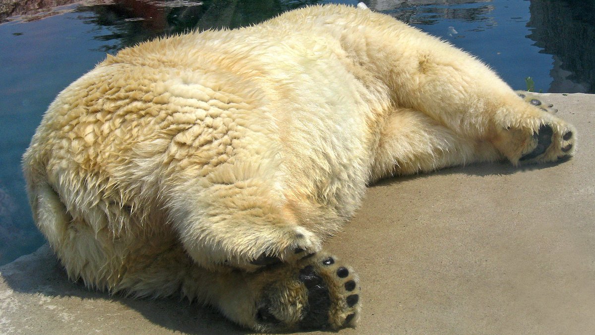 Ein ermatteter Eisbär ruht sich gerne auf der Seite liegend aus.