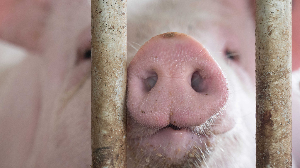 Ein Schwein in einem Stall (Symbolbild)
