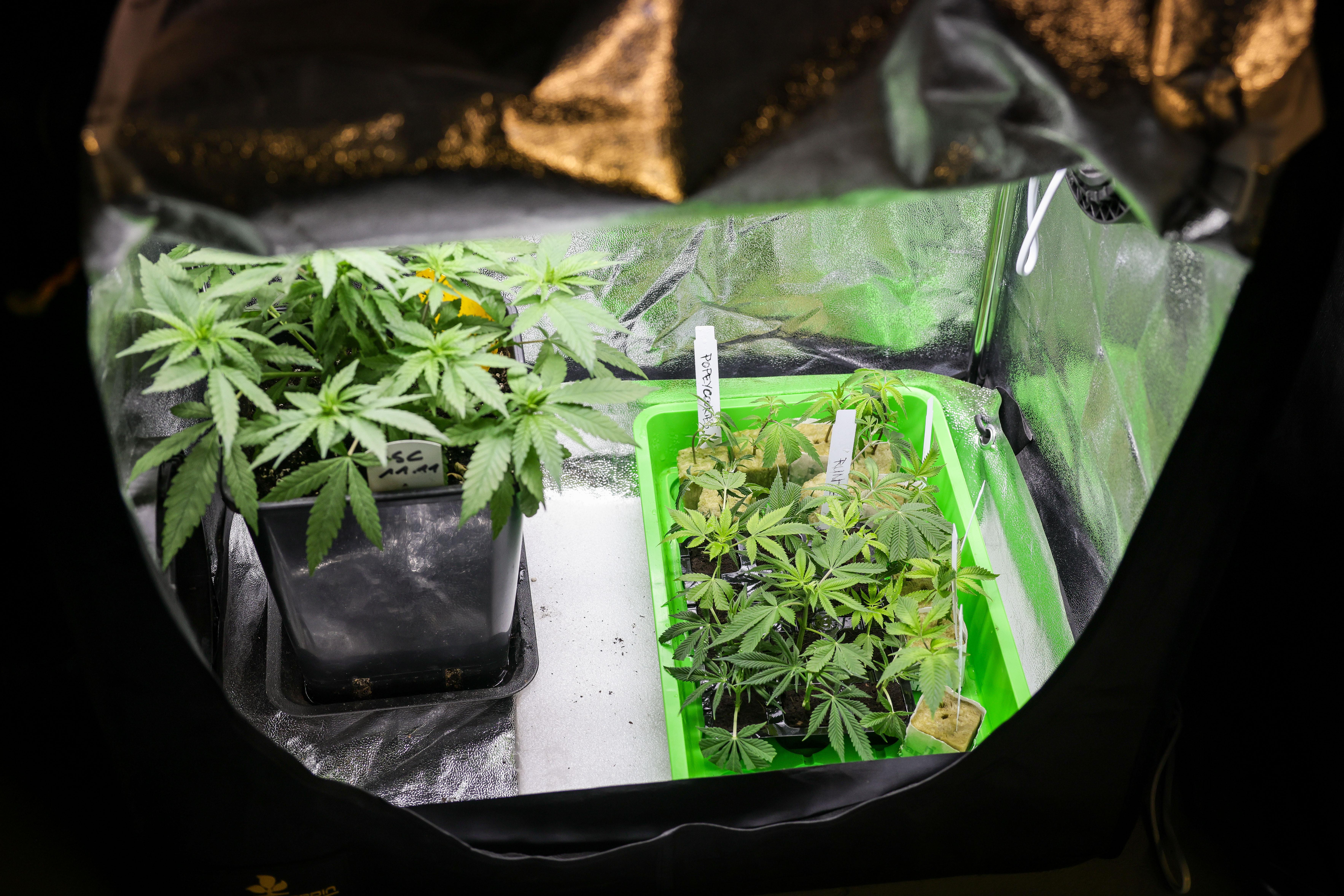 Archivbild: Cannabispflanzen (Mutterpflanzen und Stecklinge) verschiedener Sorten 