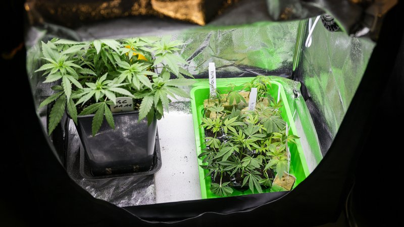 Archivbild: Cannabispflanzen (Mutterpflanzen und Stecklinge) verschiedener Sorten 
