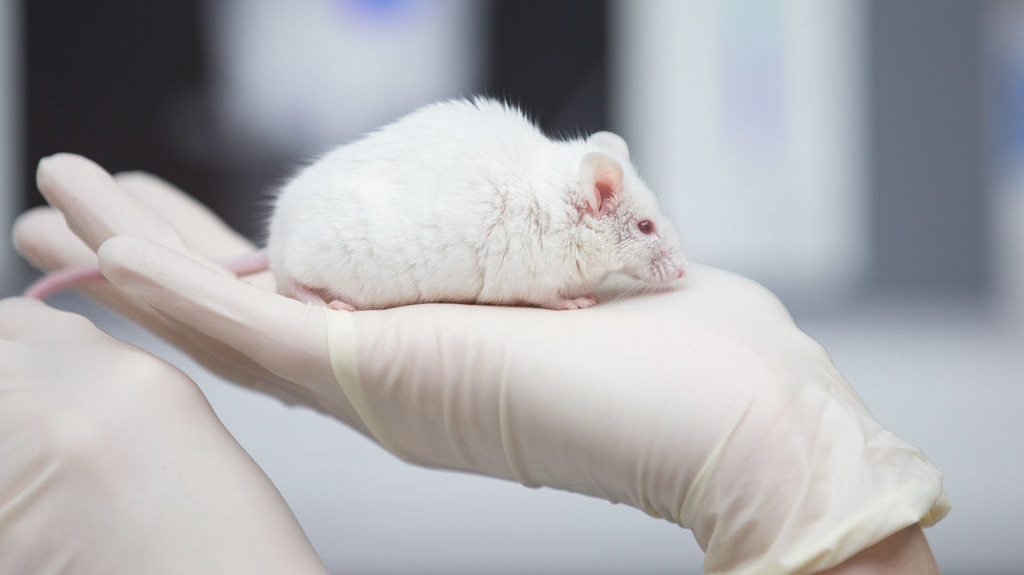 Eine wissenschaftliche Mitarbeiterin einer tierexperimentellen Forschungseinrichtung hat eine Maus in der Hand.
