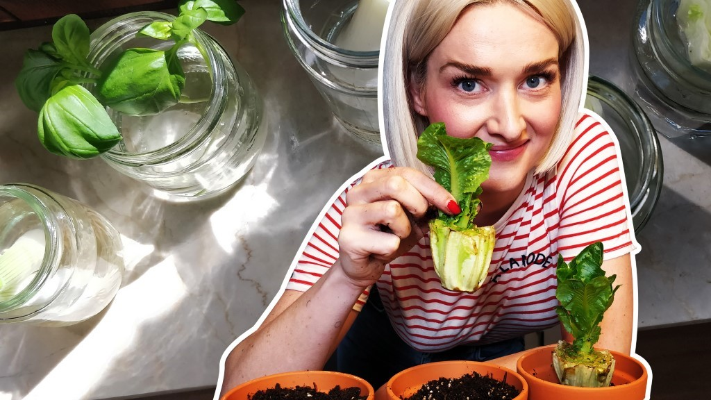 Regrowing : Gemüse Zuhause Nachwachsen Lassen: So Geht’s!