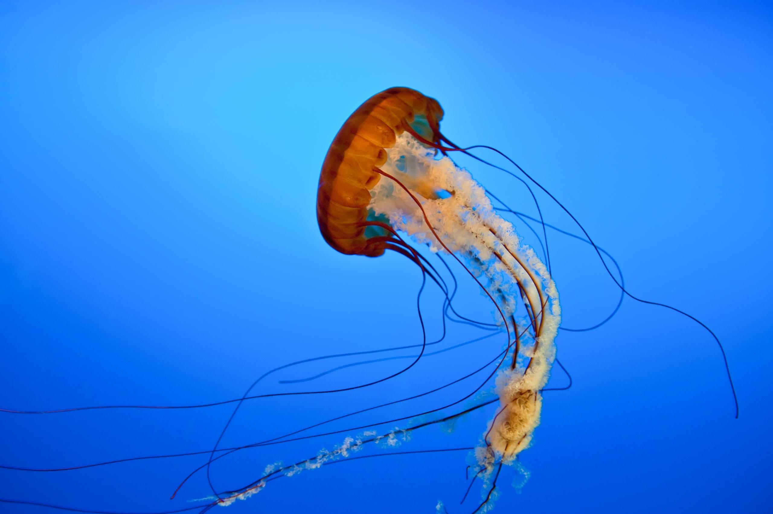 Eine Qualle im Meer.