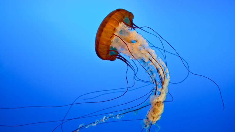 Eine Qualle im Meer. | Bild: colourbox.com/Baishev Pavlo Eine Qualle im Meer.