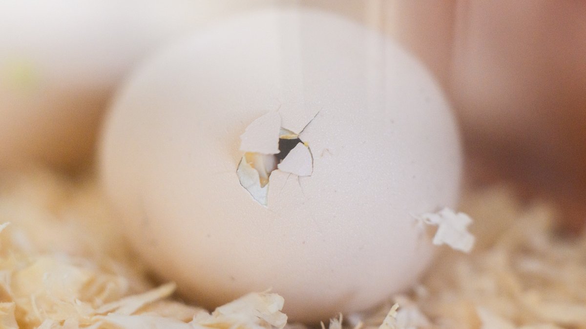 Ein Küken durchbricht seine Eierschale